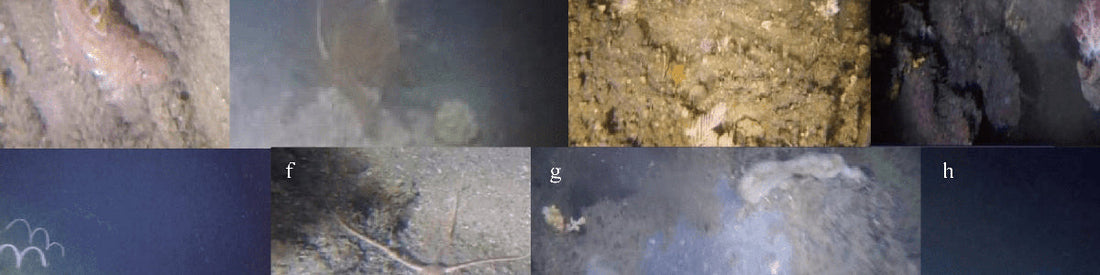 Underwater inspection, ROV integration, aquaculture monitoring, underwater archaeology, port security